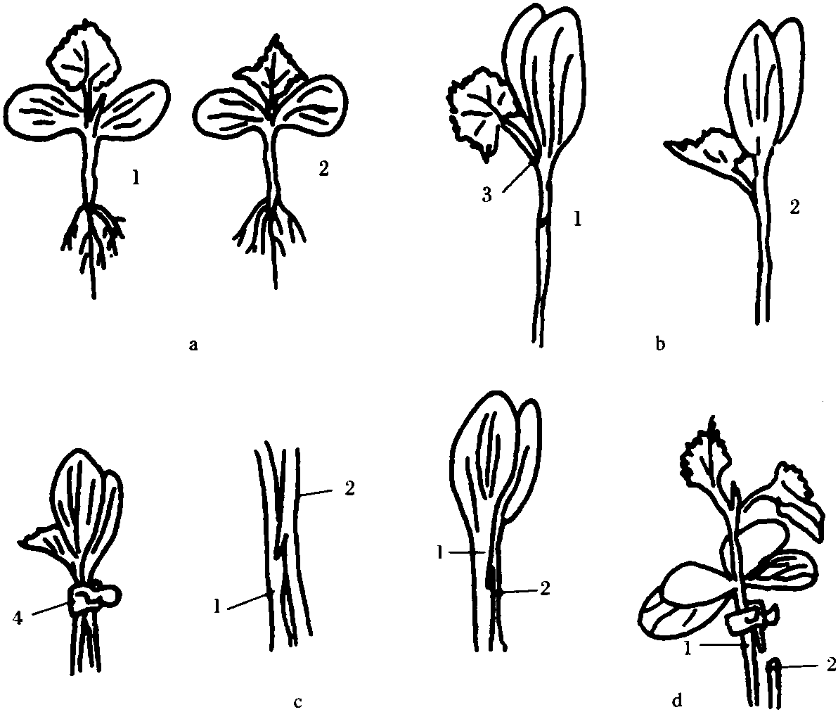 (三)嫁接育苗技術(shù)